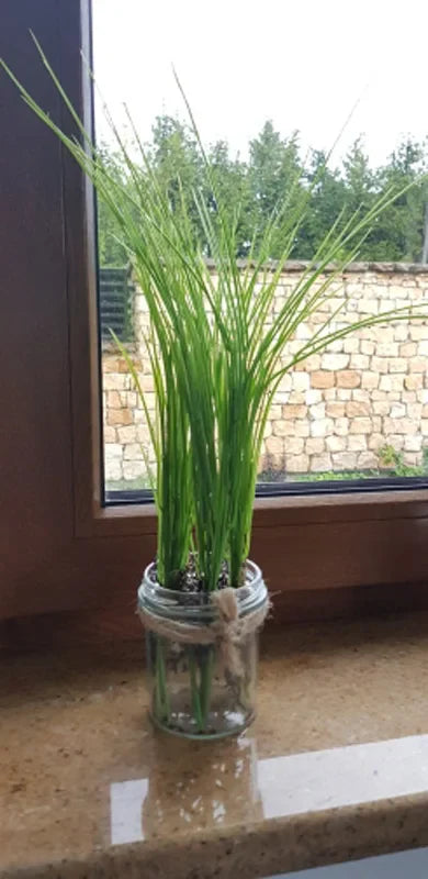 Dlight Decor Onion Grass Bunch for Natural Green Wall and Home Decor