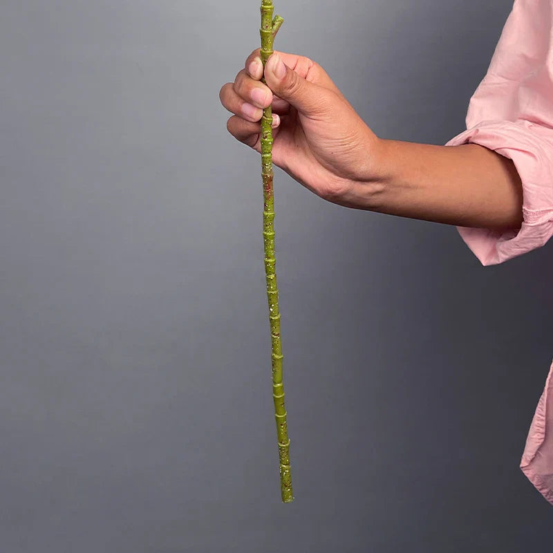 Dlight Decor Codiaeum Ficus Tree for Tropical Indoor Floor Decor