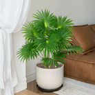 Dlight Decor Large Palm Tree 55 to 95cm Tropical Plant