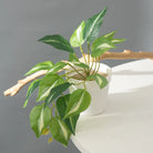 Dlight Decor 25cm Monstera Leaf Vine for Desktop and Holiday Decor