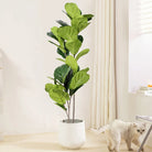 Dlight Decor 113cm Tropical Ficus Tree with Rubber Style Leaves