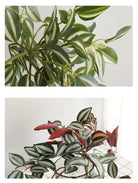 Dlight Decor Scindapsus Vine for Wall Hanging and Garden Styling