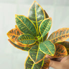 Dlight Decor 41cm Banyan Ficus Palm Branch with Codiaeum Leaves