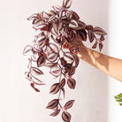 Dlight Decor Scindapsus Vine for Wall Hanging and Garden Styling