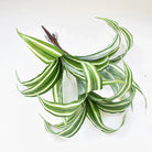 Dlight Decor 43cm Dracaena Air Grass Branch with Bamboo Leaves for Desktop Decor