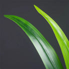 Dlight Decor Bracketplant Palm for Home and Garden Display