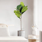Dlight Decor 113cm Tropical Ficus Tree with Rubber Style Leaves
