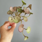 Dlight Decor 15cm Lucky Grass Foliage Bouquet for Home and Bonsai Decor