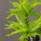 Dlight Decor Potted Palm Plant 33cm or 40cm with Succulents