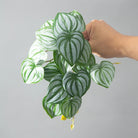 Dlight Decor 25cm Monstera Leaf Vine for Desktop and Holiday Decor F