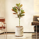Dlight Decor Codiaeum Ficus Tree for Tropical Indoor Floor Decor