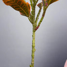 Dlight Decor Codiaeum Ficus Tree for Tropical Indoor Floor Decor