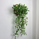 Dlight Decor 75cm Hanging Eucalyptus Vine with Scindapsus Leaves