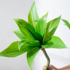 Dlight Decor Agave Succulent Plant for Home and Balcony Display
