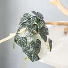 Dlight Decor 25cm Monstera Leaf Vine for Desktop and Holiday Decor