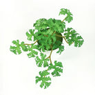 Dlight Decor 15cm Lucky Grass Foliage Bouquet for Home and Bonsai Decor