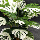 Dlight Decor Monstera Turtle Leaf Plant for Indoor and Garden Display