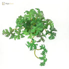 Dlight Decor 15cm Lucky Grass Foliage Bouquet for Home and Bonsai Decor