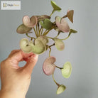 Dlight Decor 15cm Lucky Grass Foliage Bouquet for Home and Bonsai Decor