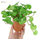 Dlight Decor 15cm Lucky Grass Foliage Bouquet for Home and Bonsai Decor