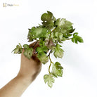 Dlight Decor 15cm Lucky Grass Foliage Bouquet for Home and Bonsai Decor