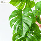 Dlight Decor 180cm Hanging Monstera Vine with Turtle Leaves