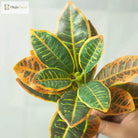 Dlight Decor 41cm Banyan Ficus Palm Branch with Codiaeum Leaves