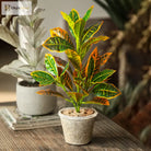 Dlight Decor 41cm Banyan Ficus Palm Branch with Codiaeum Leaves