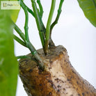 Dlight Decor 43cm Potted Monstera Money Tree for Home and Garden Decor 43cm