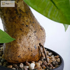 Dlight Decor 43cm Potted Monstera Money Tree for Home and Garden Decor 43cm