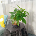 Dlight Decor 43cm Potted Monstera Money Tree for Home and Garden Decor 43cm