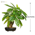Dlight Decor 43cm Potted Monstera Money Tree for Home and Garden Decor 43cm