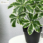 Dlight Decor 65 to 75cm Tropical Monstera Plant with Turtle Leaves
