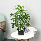 Dlight Decor 65 to 75cm Tropical Monstera Plant with Turtle Leaves