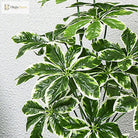 Dlight Decor 65 to 75cm Tropical Monstera Plant with Turtle Leaves