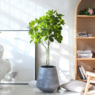 Dlight Decor 73cm Tropical Ficus Palm Tree Branch with Monstera Leaves