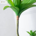 Dlight Decor Agave Succulent Plant for Home and Balcony Display