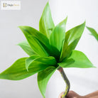 Dlight Decor Agave Succulent Plant for Home and Balcony Display