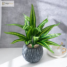 Dlight Decor Aloe Leaf Plant for Fresh Indoor Outdoor Style