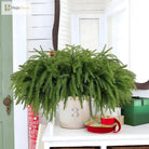 Dlight Decor Artificial Pine Branch 45 or 65cm Green Needles