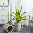 Dlight Decor Bracketplant Palm for Home and Garden Display