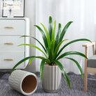 Dlight Decor Bracketplant Palm for Home and Garden Display