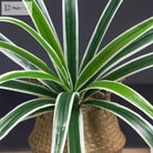 Dlight Decor Bracketplant Palm for Home and Garden Display