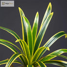 Dlight Decor Bracketplant Palm for Home and Garden Display
