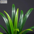 Dlight Decor Bracketplant Palm for Home and Garden Display