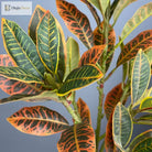 Dlight Decor Codiaeum Ficus Tree for Tropical Indoor Floor Decor