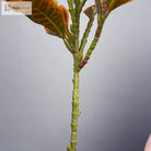 Dlight Decor Codiaeum Ficus Tree for Tropical Indoor Floor Decor