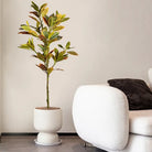 Dlight Decor Codiaeum Ficus Tree for Tropical Indoor Floor Decor