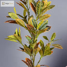 Dlight Decor Codiaeum Ficus Tree for Tropical Indoor Floor Decor