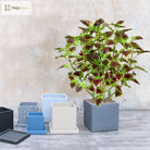 Dlight Decor Eucalyptus Tree for Tropical Indoor Floor Styling